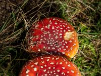 Zwei flache Fliegenpilze